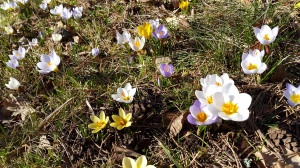 Våren är här! :)